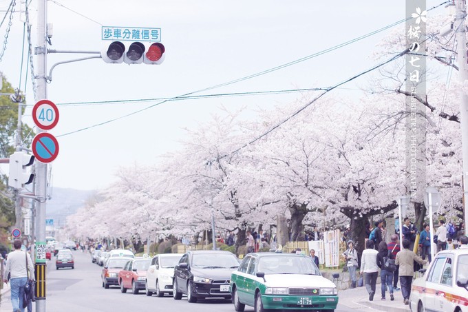 2017京都樱花什么时候开 京都赏樱花人少的地方