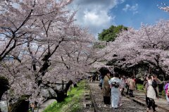 2017日本樱花已经开了 你造吗？