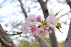 【南京樱花什么时候开】2017南京樱花节花