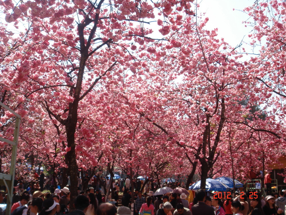 【南京樱花什么时候开】2017南京樱花节花期+活动策划时间地点+门票票价