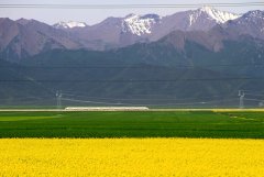 兰新铁路穿越甘肃油菜花海 被赞“7月最