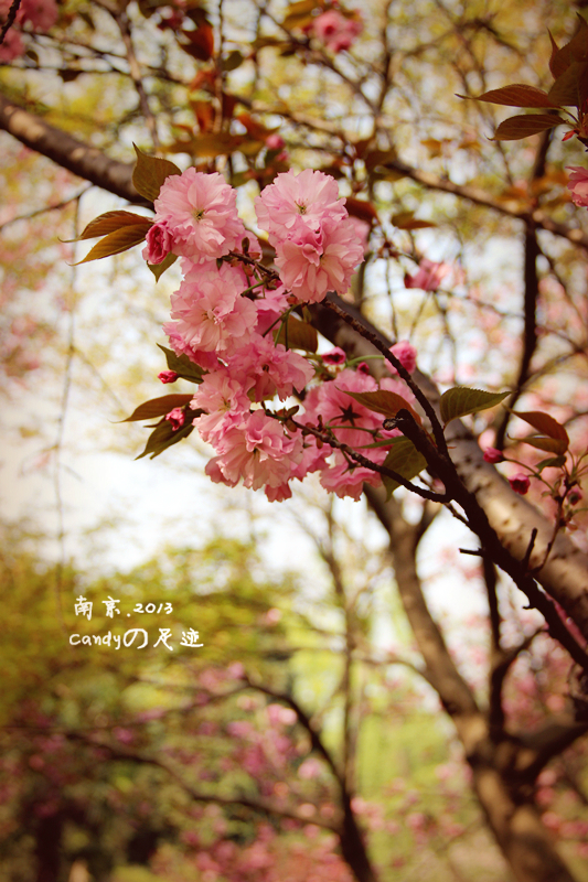 南京赏花活动策划时间表2017 南京赏花几月去