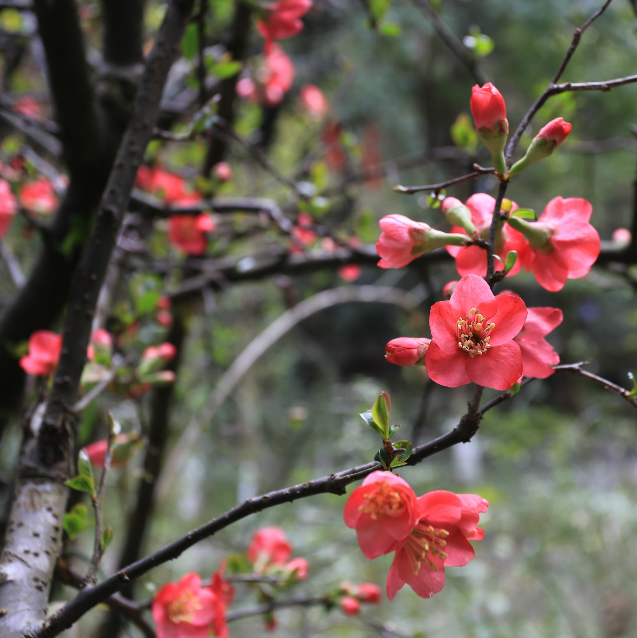 南京赏花活动策划时间表2017 南京赏花几月去