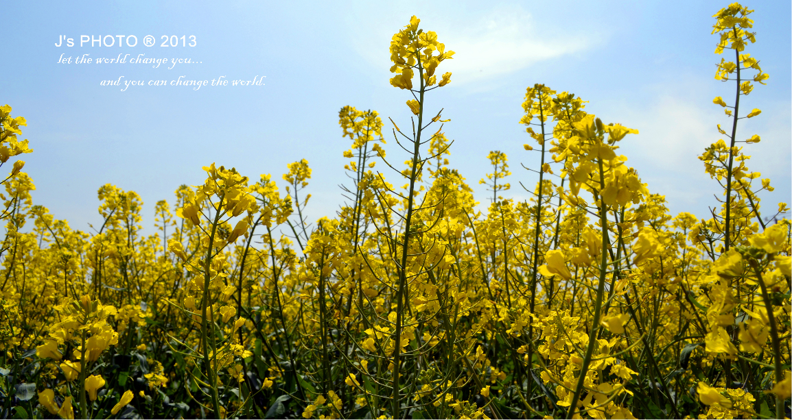 南京赏花活动策划时间表2017 南京赏花几月去