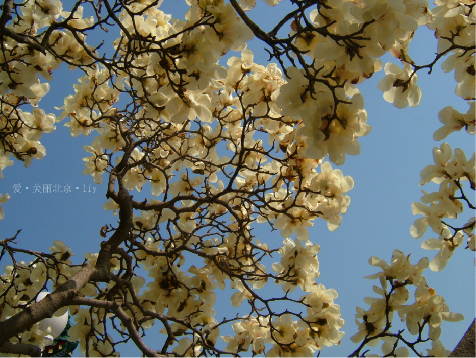 南京赏花活动策划时间表2017 南京赏花几月去